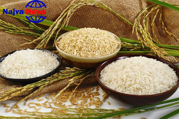 برنجی هاشمی خوب است ؟

